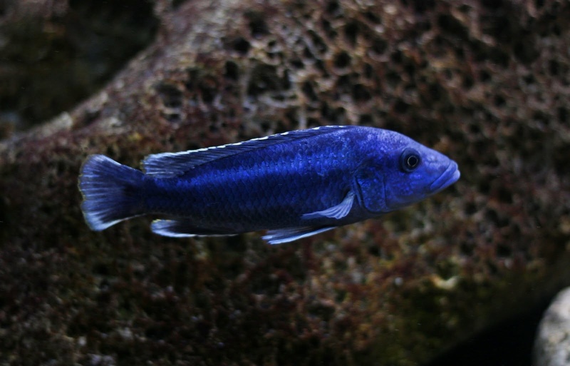 Melanochromis kaskazini 'Ngwasi'